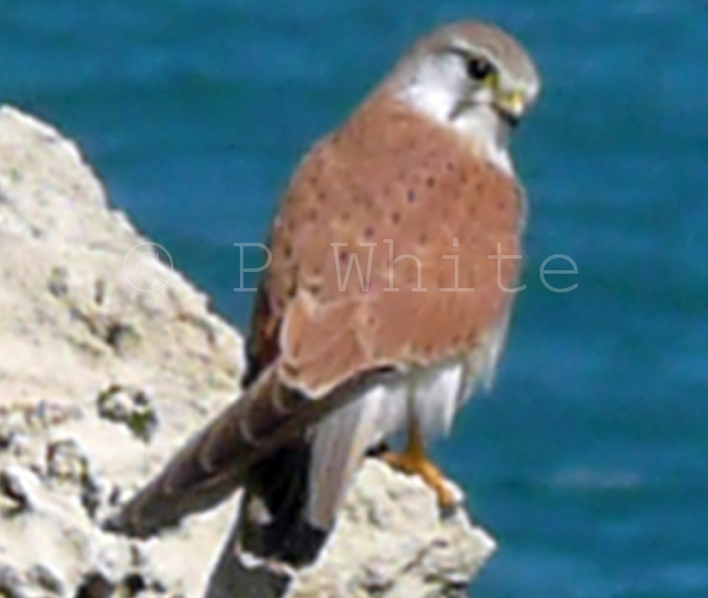 Nankeen Kestrel