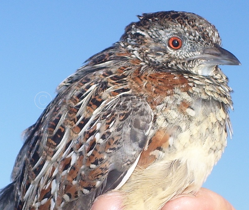 Painted Button-quail