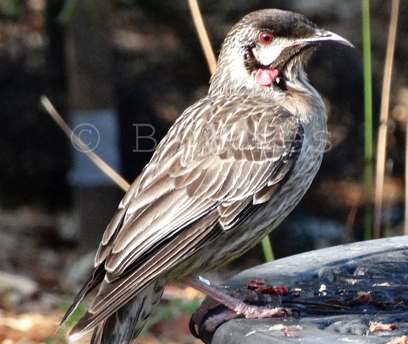 Red Wattlebird