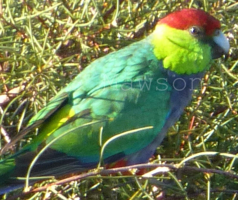 Red-capped Parrot