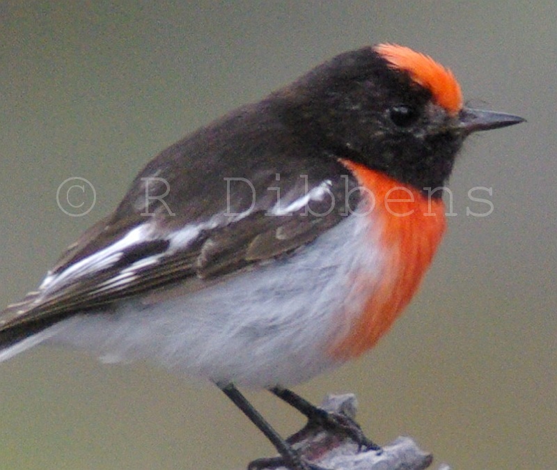 Red-capped Robin