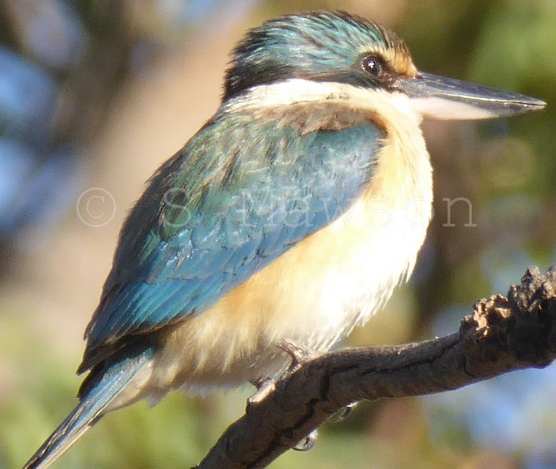 Sacred Kingfisher