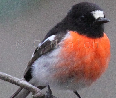 Scarlet Robin