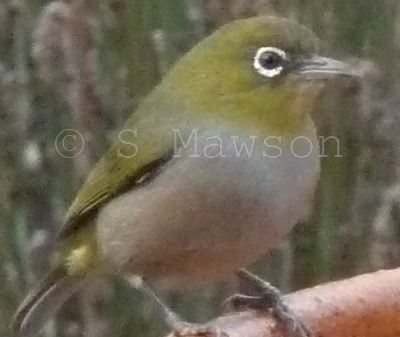 Silvereye