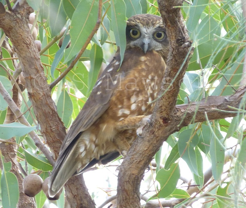 Southern Boobook