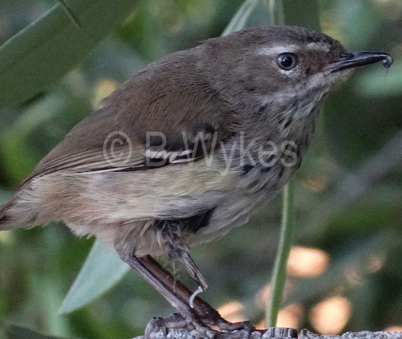 Spotted Scrubwren