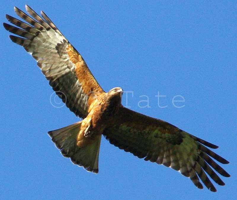Square-tailed Kite
