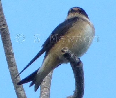 Tree Martin