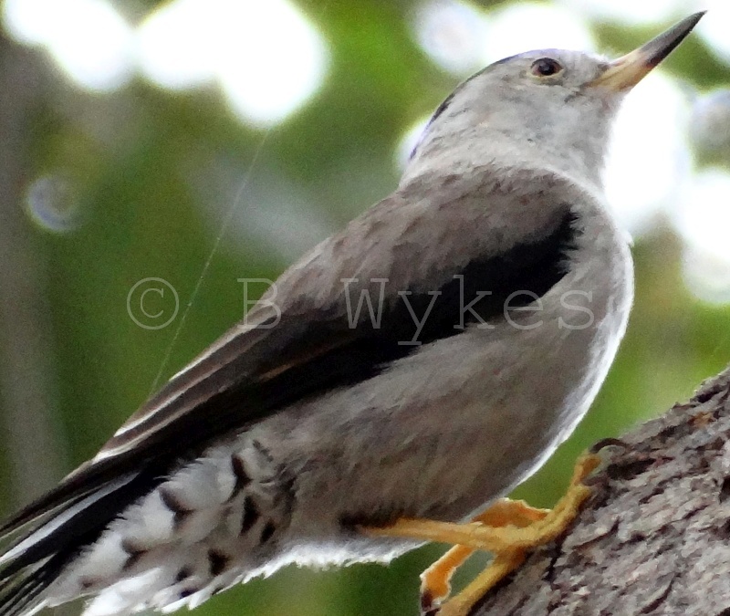 Varied Sittella