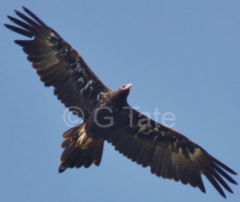 Wedge-tailed Eagle