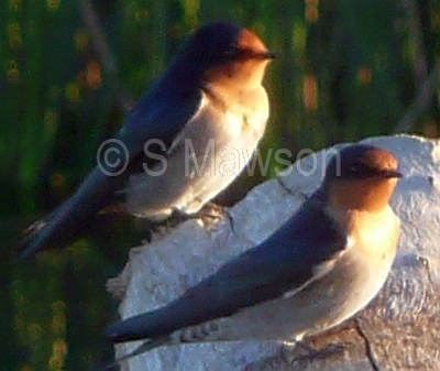Welcome Swallow