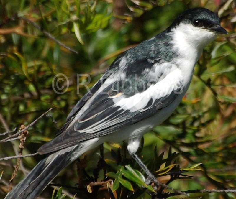 White-winged Triller