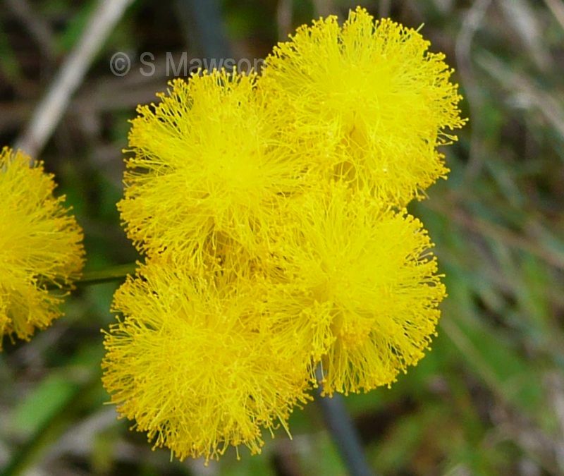 Acacia applanata