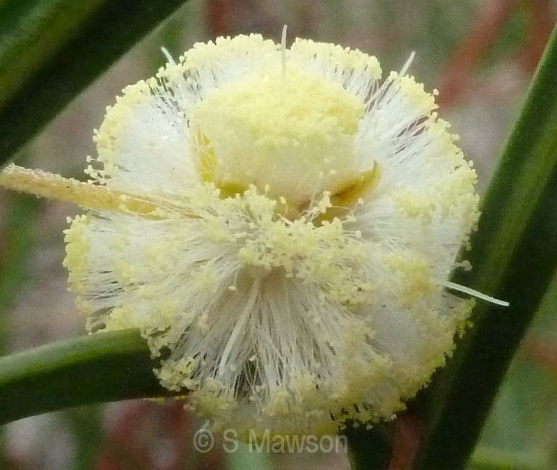 Acacia stenoptera