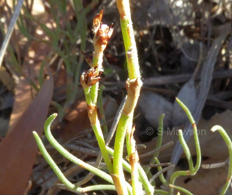 Alexgeorgea nitens