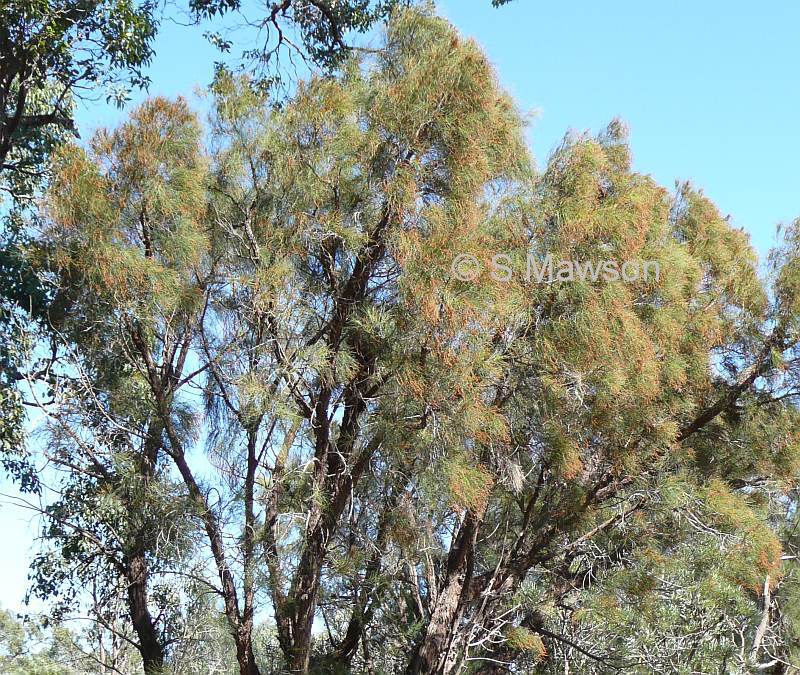 Allocasuarina fraseriana