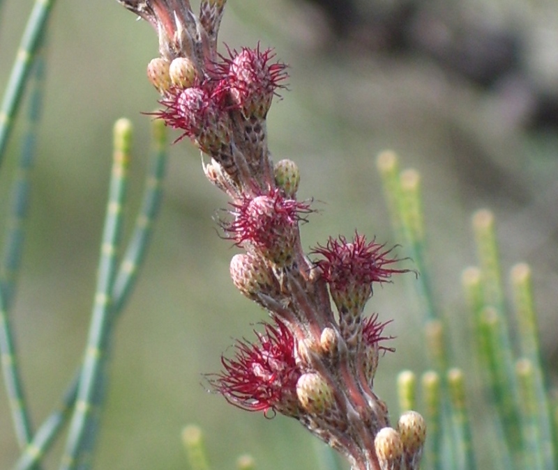 Allocasuarina humilis female