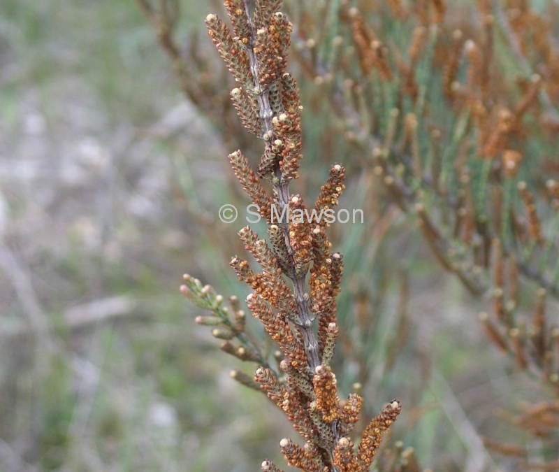 Allocasuarina humilis male
