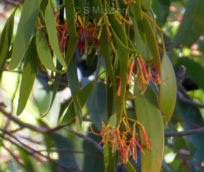 Amyema miquelii