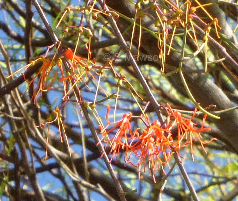 Amyema preissii