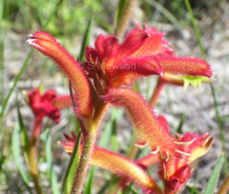 Anigozanthos humilis