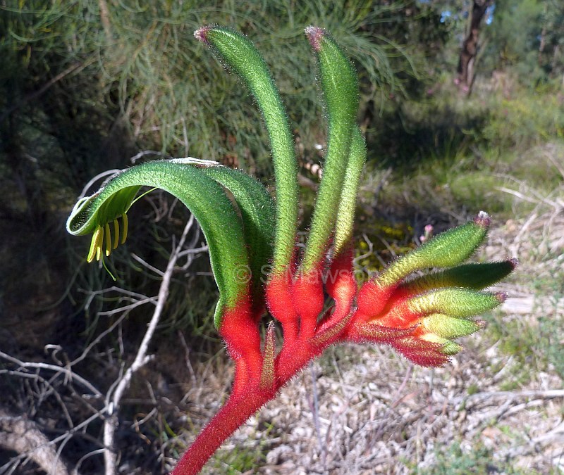 Anigozanthos manglesii