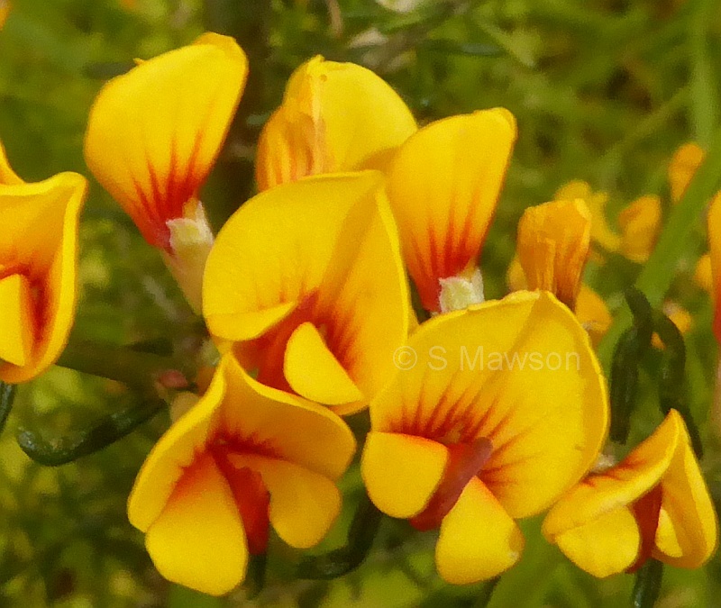 Aotus gracillima