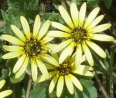 Arctotheca calendula