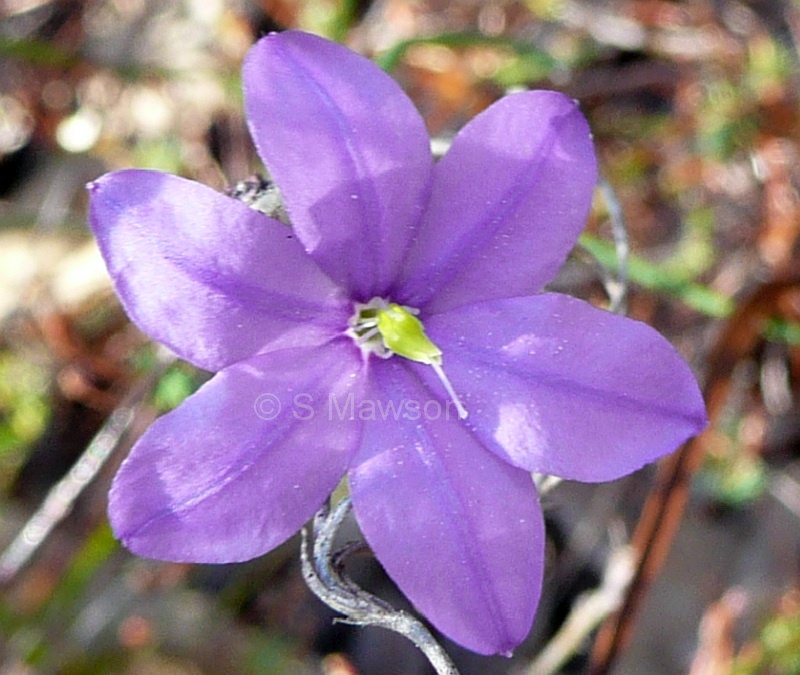 Arnocrinum preissii
