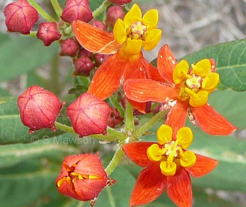 Asclepias curassavica