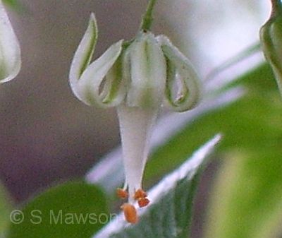 Asparagus asparagoides