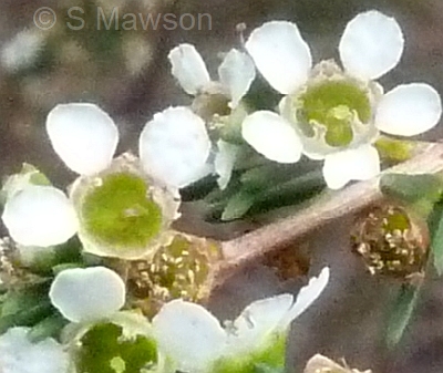 Astartea scoparia