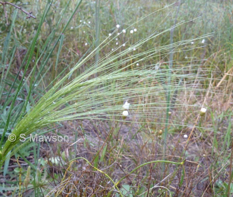 Austrostipa compressa