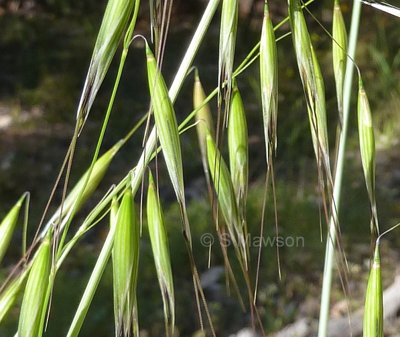 Avena barbata