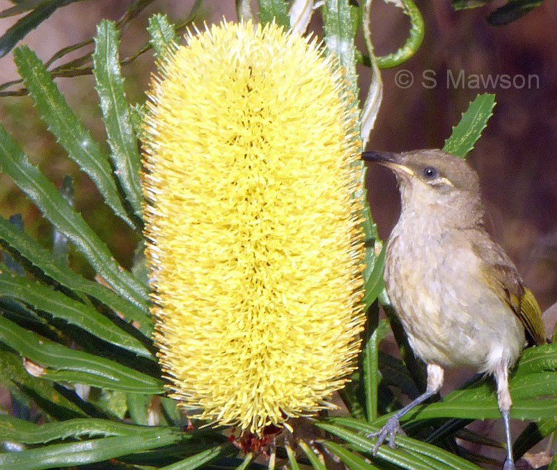 Banksia attenuata