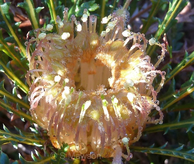 Banksia dallanneyi