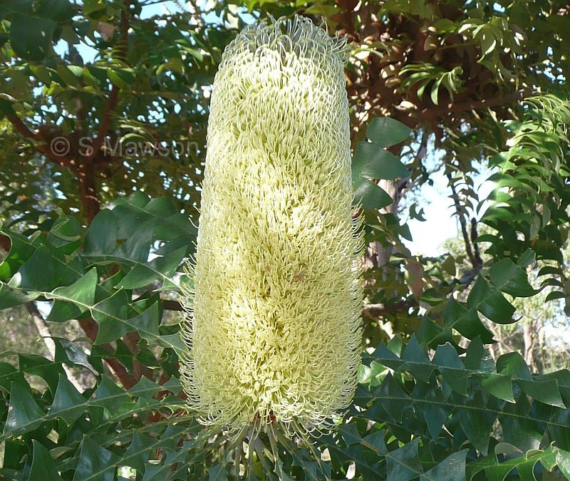 Banksia grandis