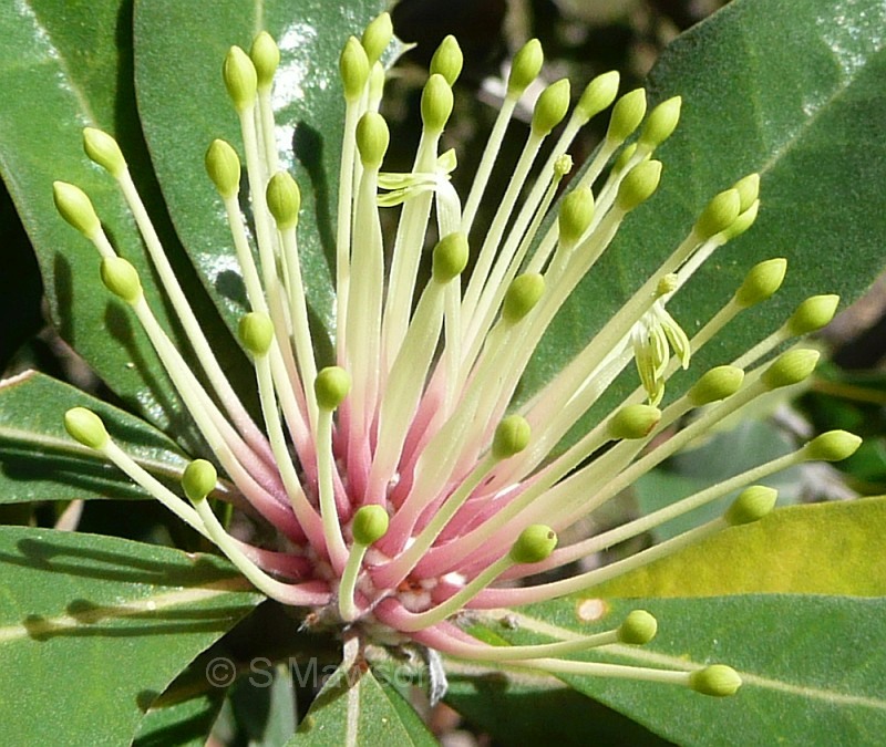 Banksia ilicifolia