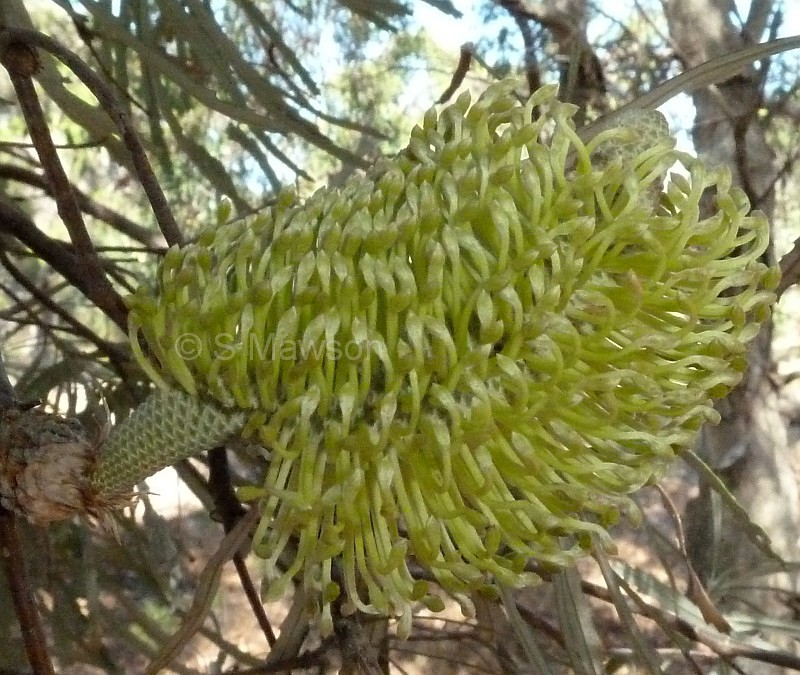 Banksia littoralis