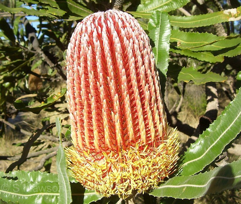 Banksia menziesii