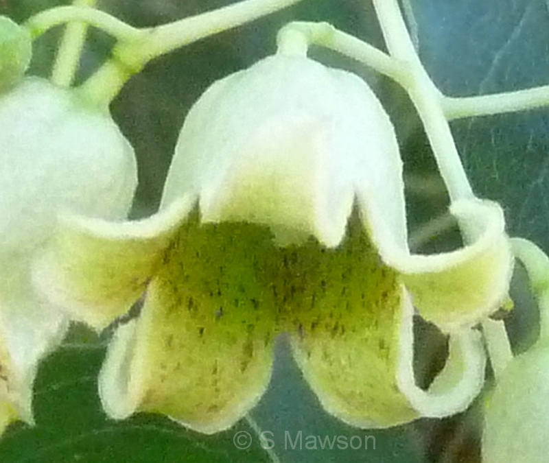 Brachychiton populneus