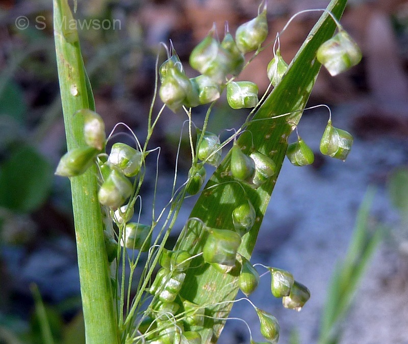 Briza minor