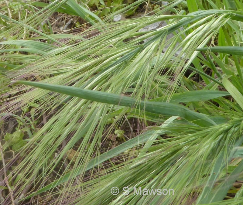 Bromus diandrus