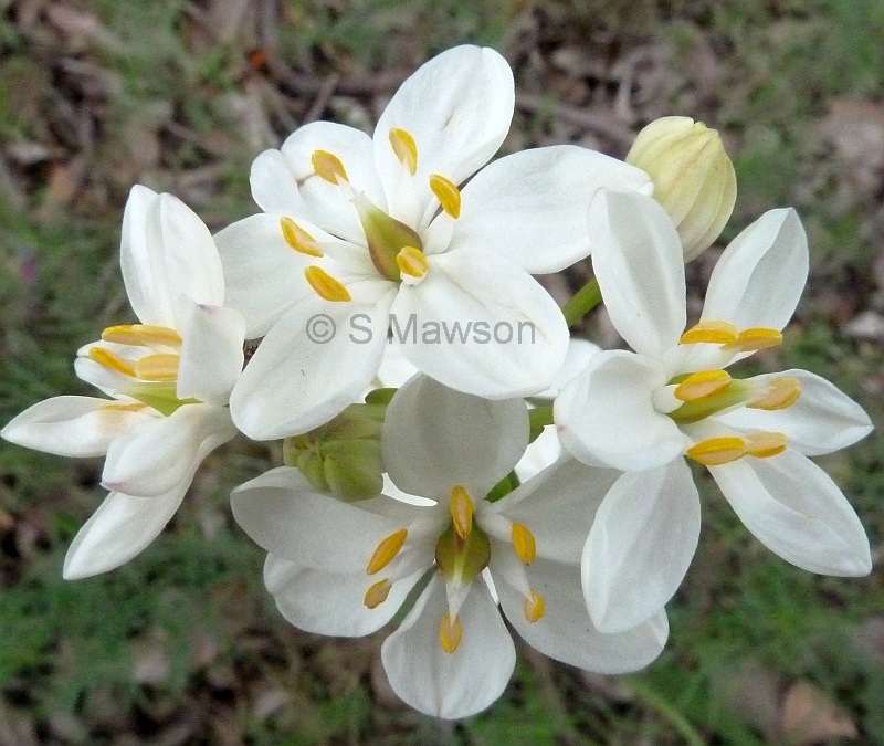 Burchardia congesta