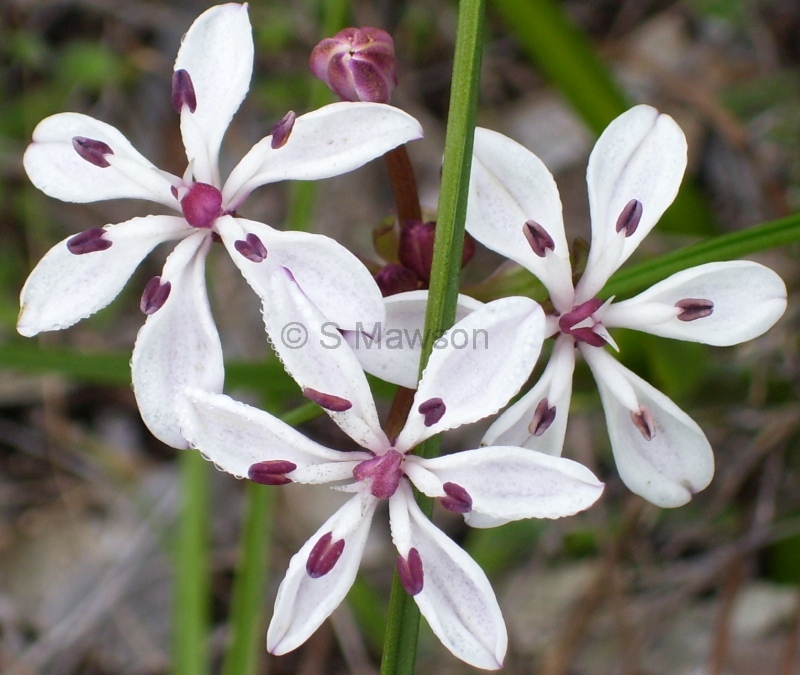 Burchardia multiflora
