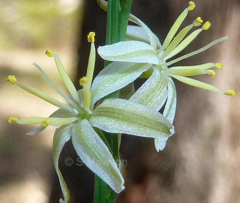 Caesia micrantha
