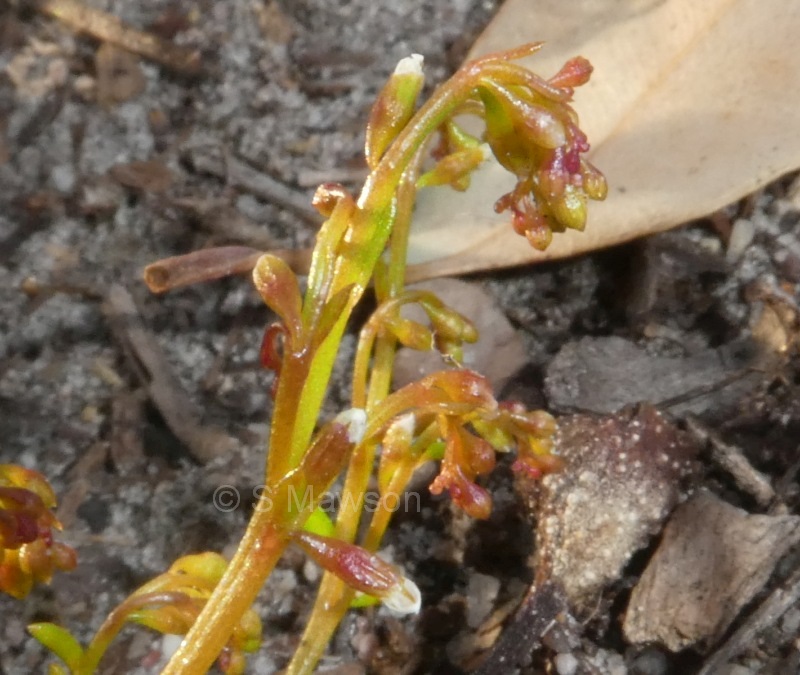 Calandrinia corrigioloides