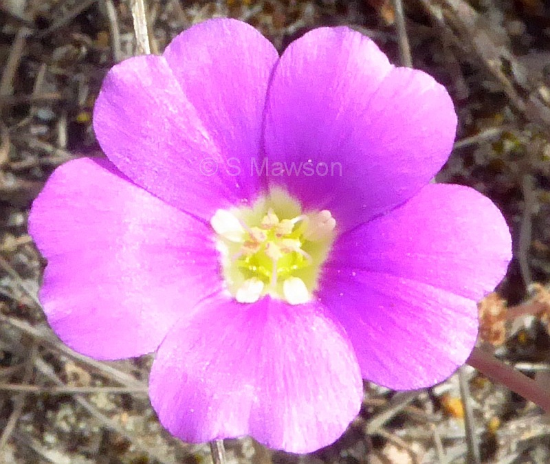 Calandrinia liniflora