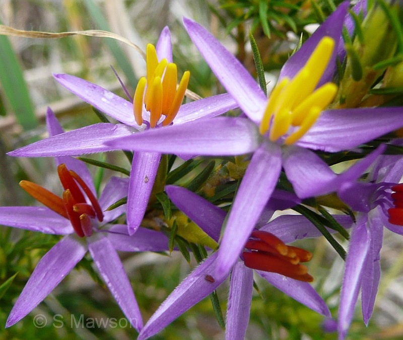 Calectasia narragara