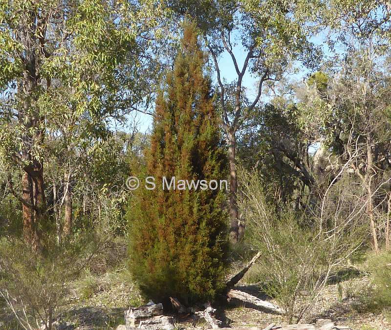 Callitris pyramidalis